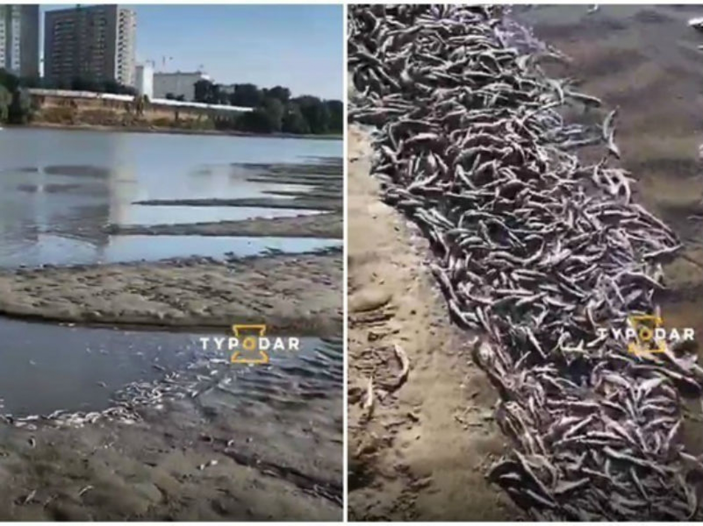 В Краснодаре на берегу реки Кубань обнаружили мертвых птиц